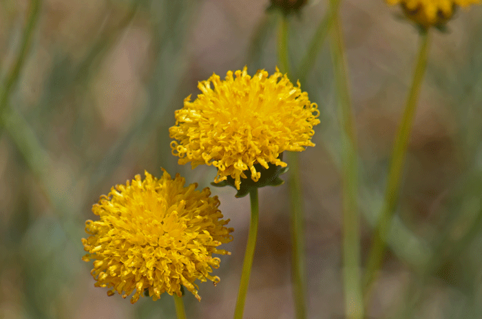 Hopi Tea Greenthread has yellow flowers that may have by contrasted with red-brown nerves running through it. Thelesperma megapotamicum